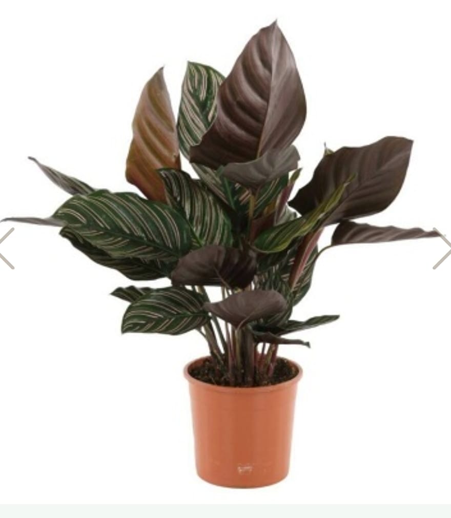 Calathea 14 cms pots