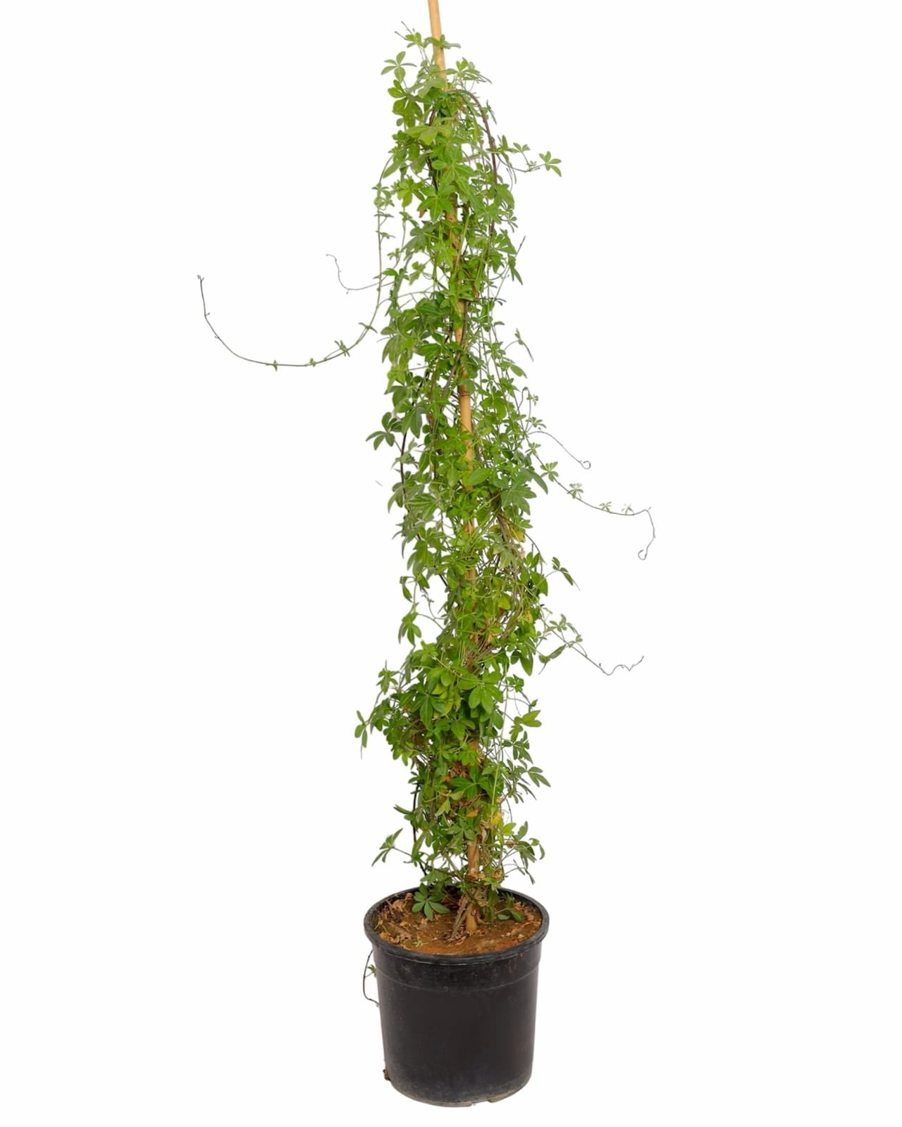 Atropa Belladonna 14 cms pots + 130 cms height