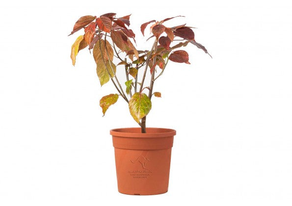 Acalypha 14 cms pots