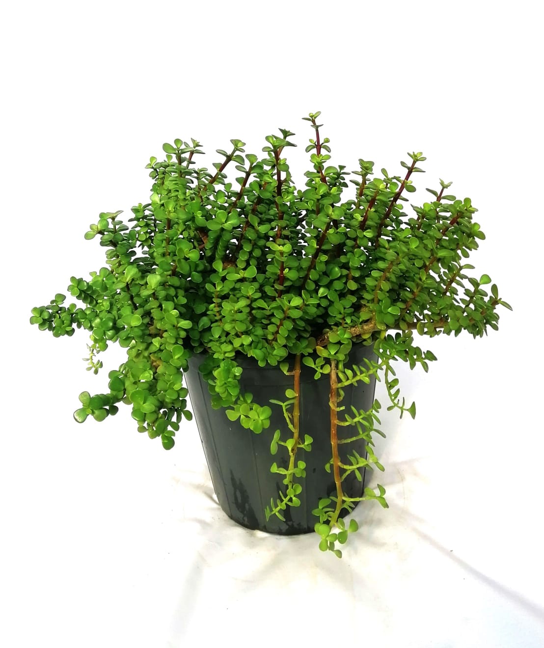 Portulacaria Afra 18 cms pots
