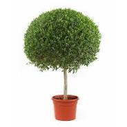 Conocarpus ball (50 cms post + 160 cms height ) كونوكاربس
