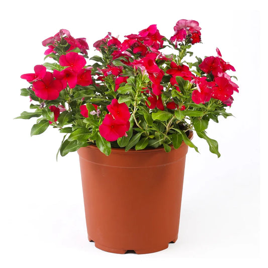 Vinca rosea pink (12 cms pots) 12 pc  فينكا روزا