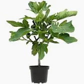 small fig tree 25 cms pot + 70 cms height