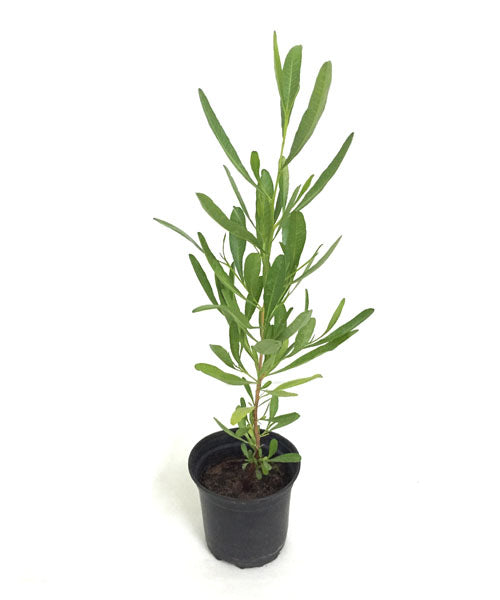 Didonia 14 cms pots + 80 cms height