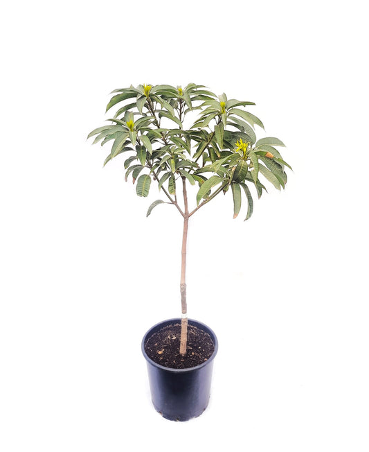 red mango 30 cms pots + 100 cms height