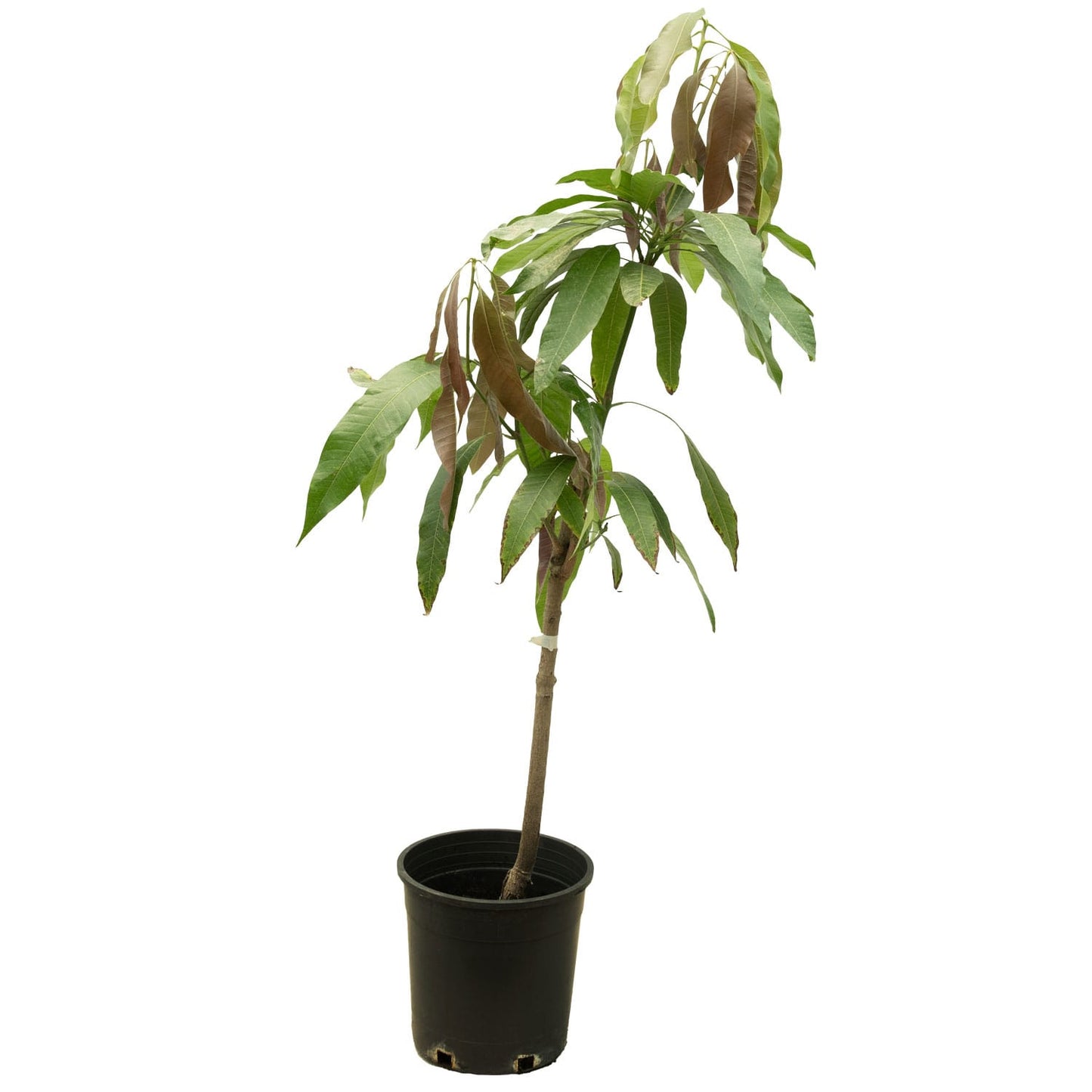 Mango R2  25 cms pots