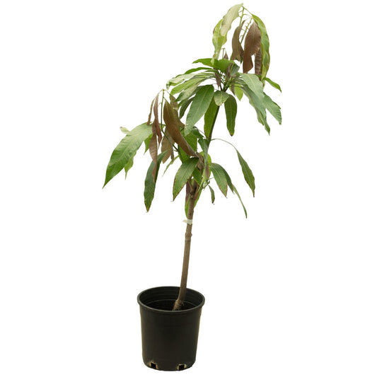 Mango R2  25 cms pots