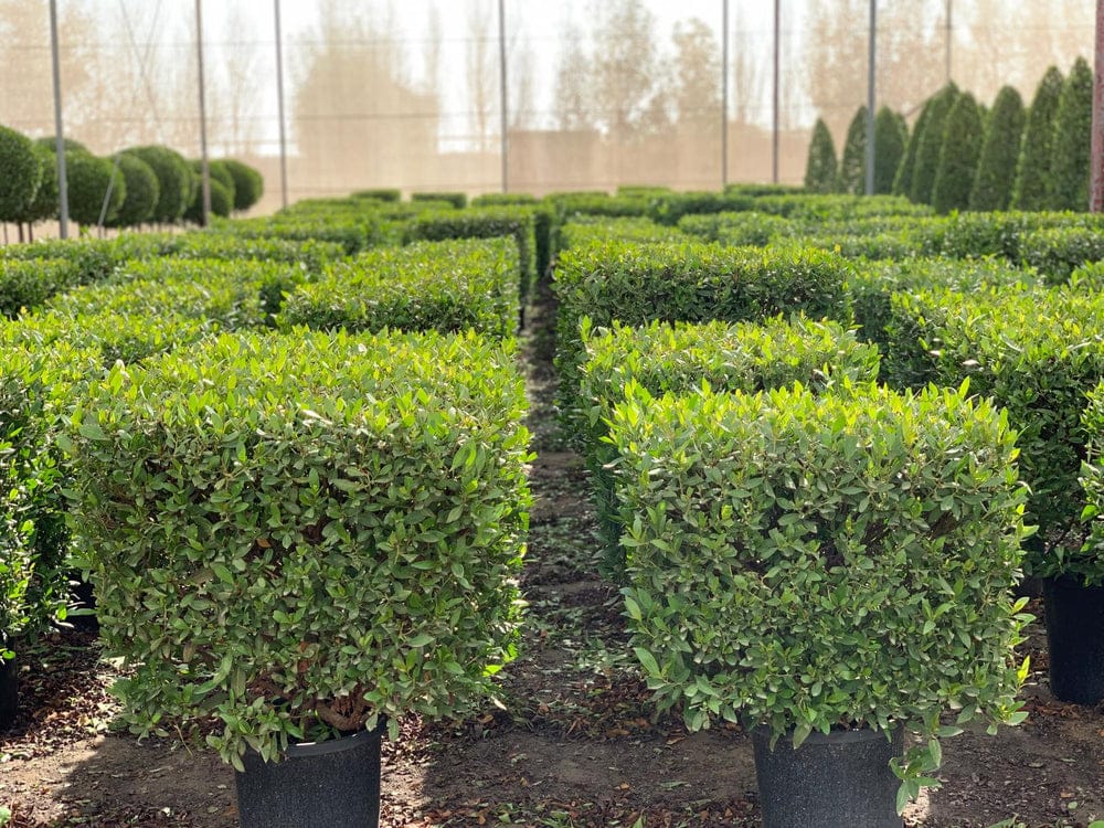 Conocarpus erectus 40 cms pots