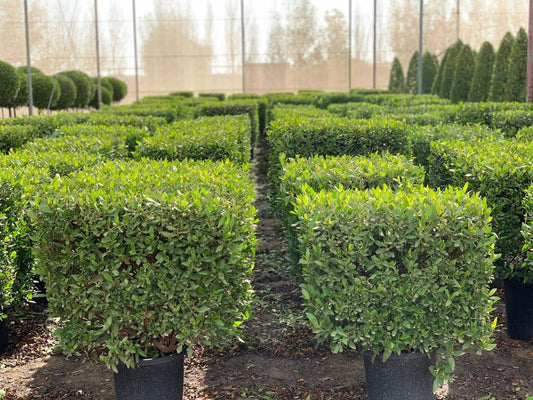 Conocarpus erectus 40 cms pots