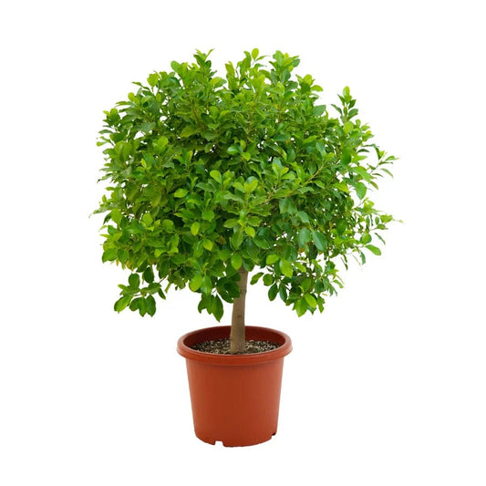 Ficus 30 cms pots + 60cm height