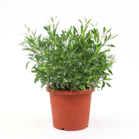 Myrtus communis  30 cms pots + 50 cms height