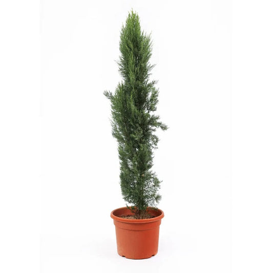 Conocarpus (cypress)  50 cms pots + 200 cms height