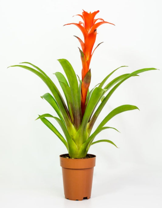 Guzmania 12 cms pots