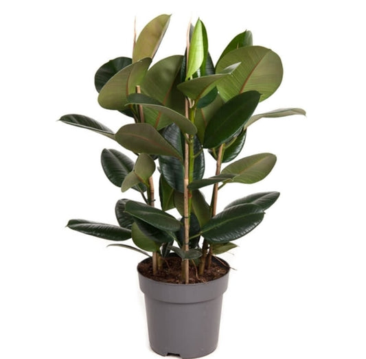 Ficus Robusta 30 cms pots