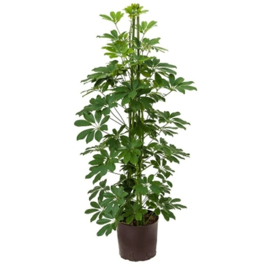 Schefflera Tree 35 cms pots + 150 cms height