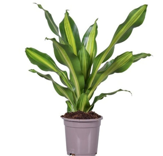 Dracaena  18 cms pots