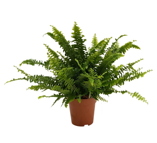 Dryopteris affinis 14 cms pots