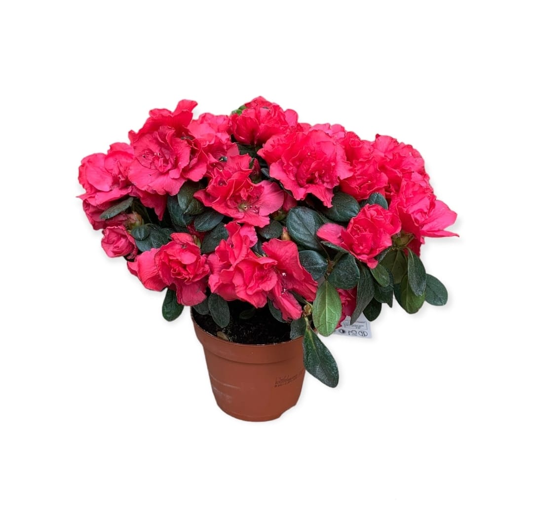 Rhododendron Red 14 cms pots