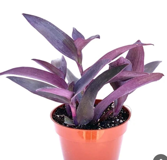 zebrina (12 cms pots) 12 pc مكحله