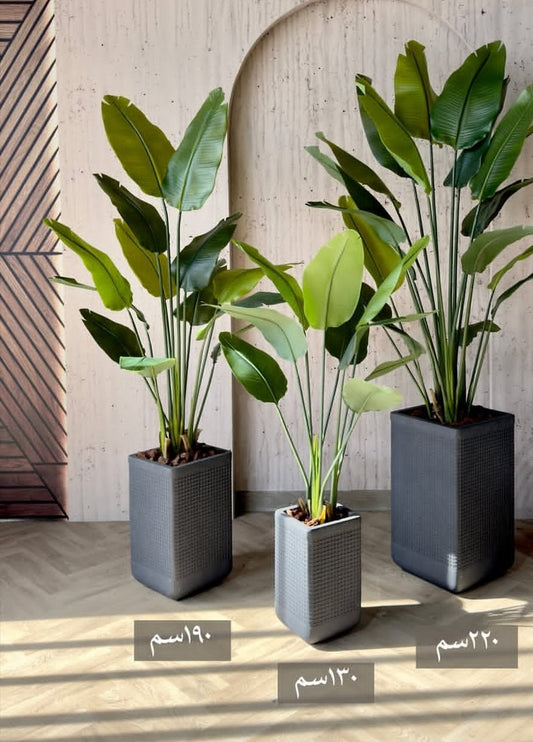 artifical Strelitzia Nicolai
