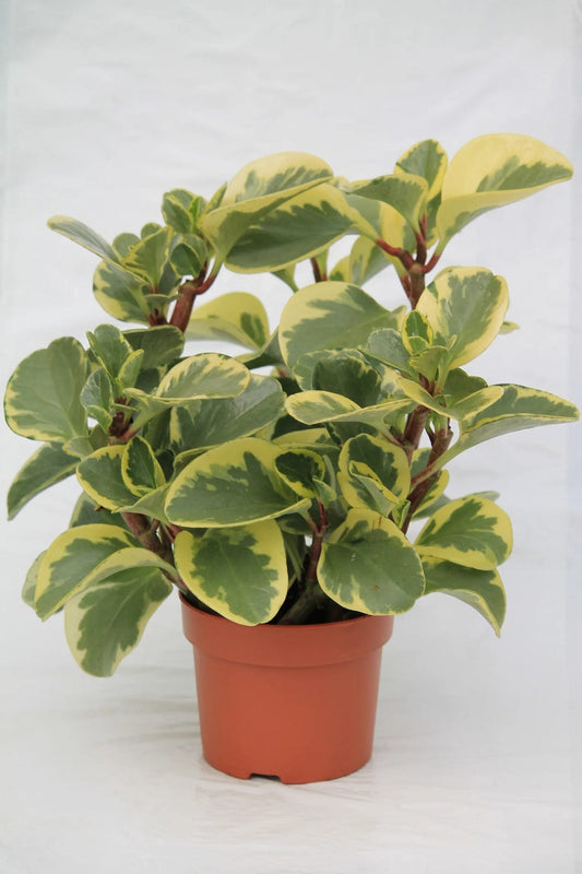 Peperomia (12 cms pots )
