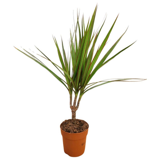 Dracaena Marginata Branched 12 cms pots
