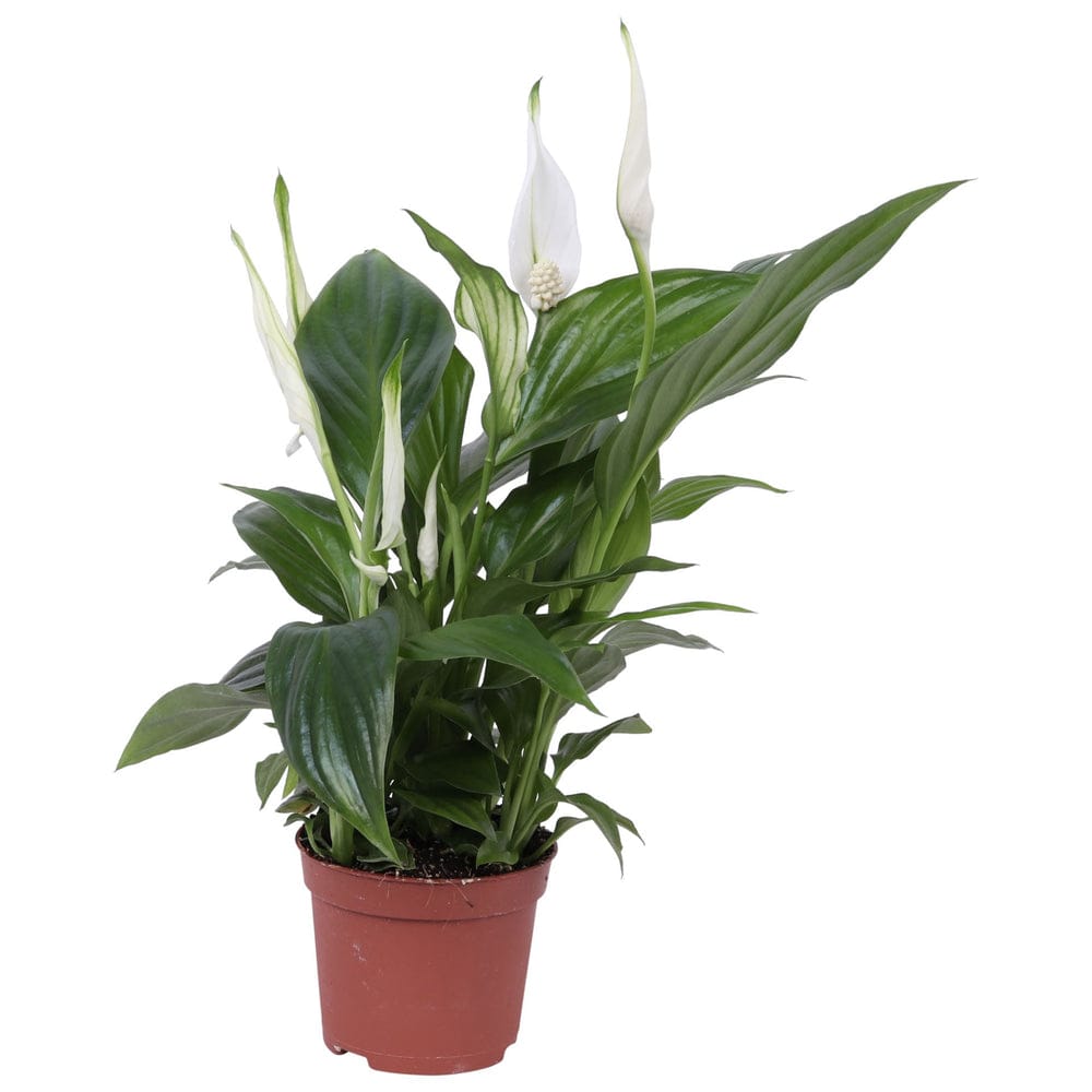 Spathiphyllum - Peace Lily (14 cms pots)