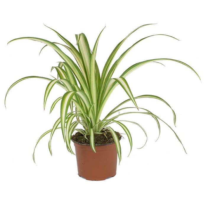 Chlorophytum comosum 14 cms pots