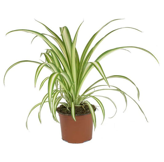 Chlorophytum comosum 14 cms pots