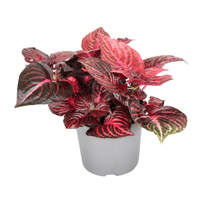 Baby Bloodleaf 14 cms pots
