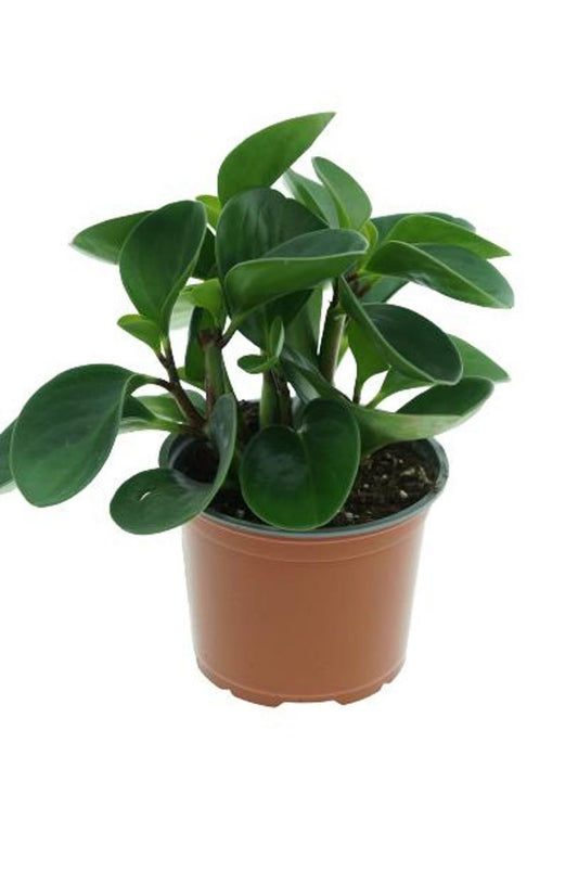 Peperomia Mixed 12 cms pots