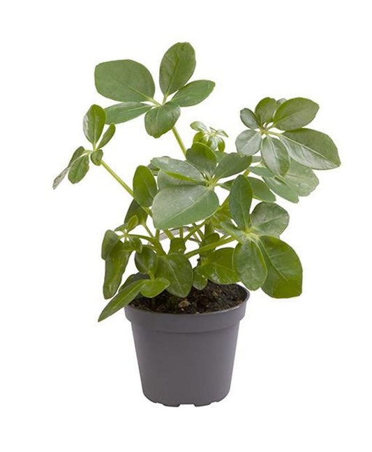 Schefflera 14 cms pots