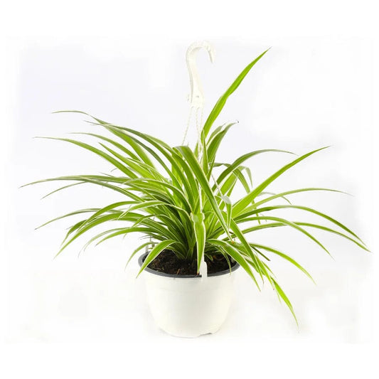 Chlorophytum - Spider Plant 20 cms pots