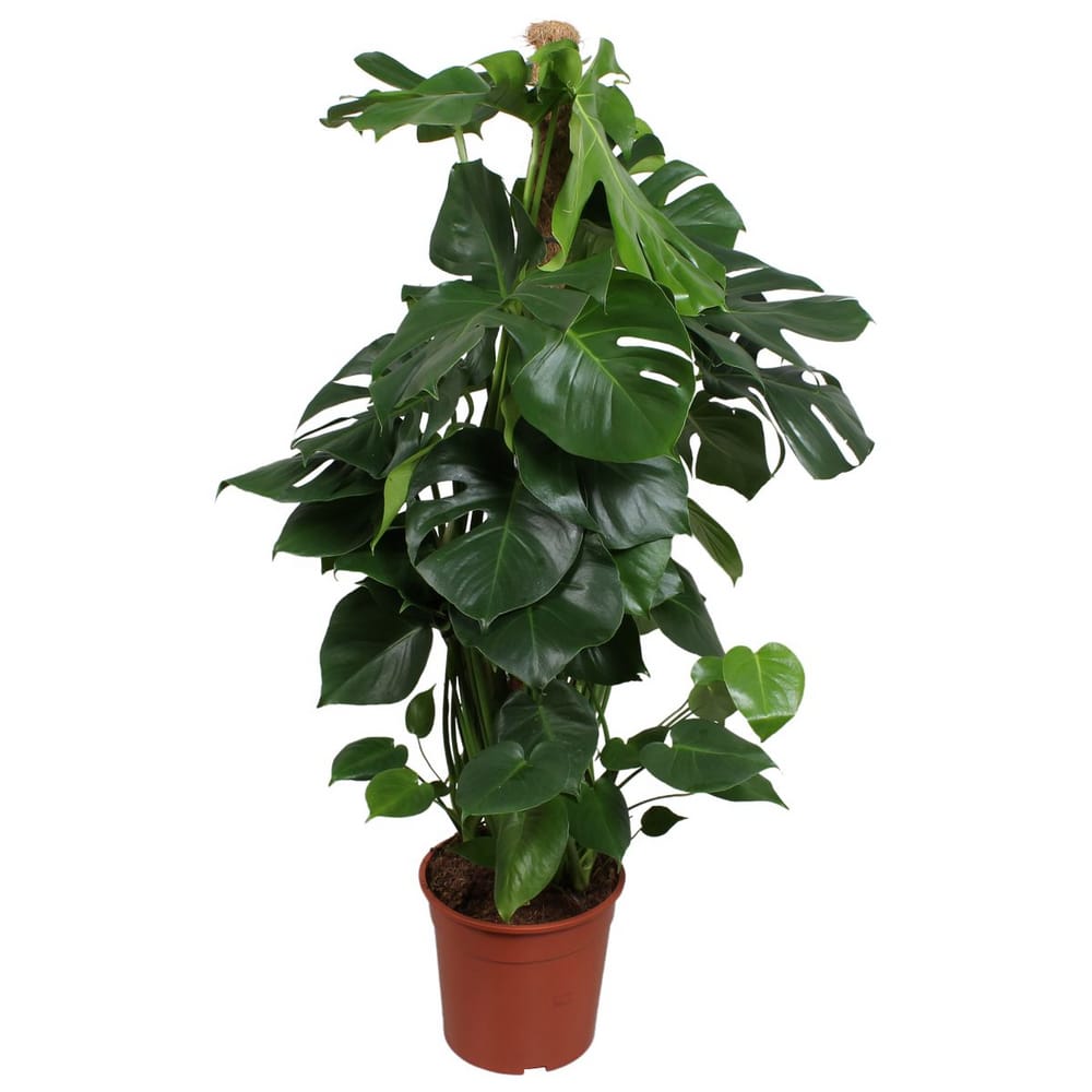Monstera Pertusum  100 cms height