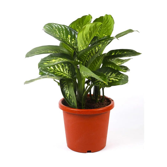 Dieffenbachia 30 cms pots