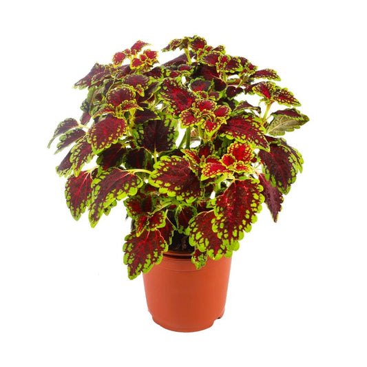 Coleus Wizard 14 cms pots