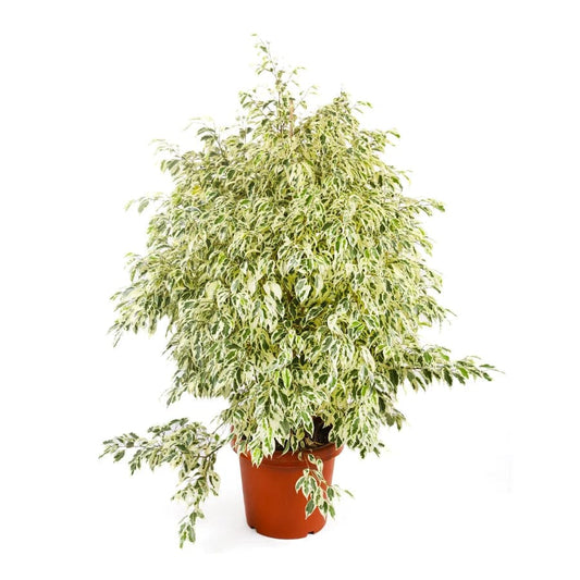 Ficus Benjamina 30 cms pots