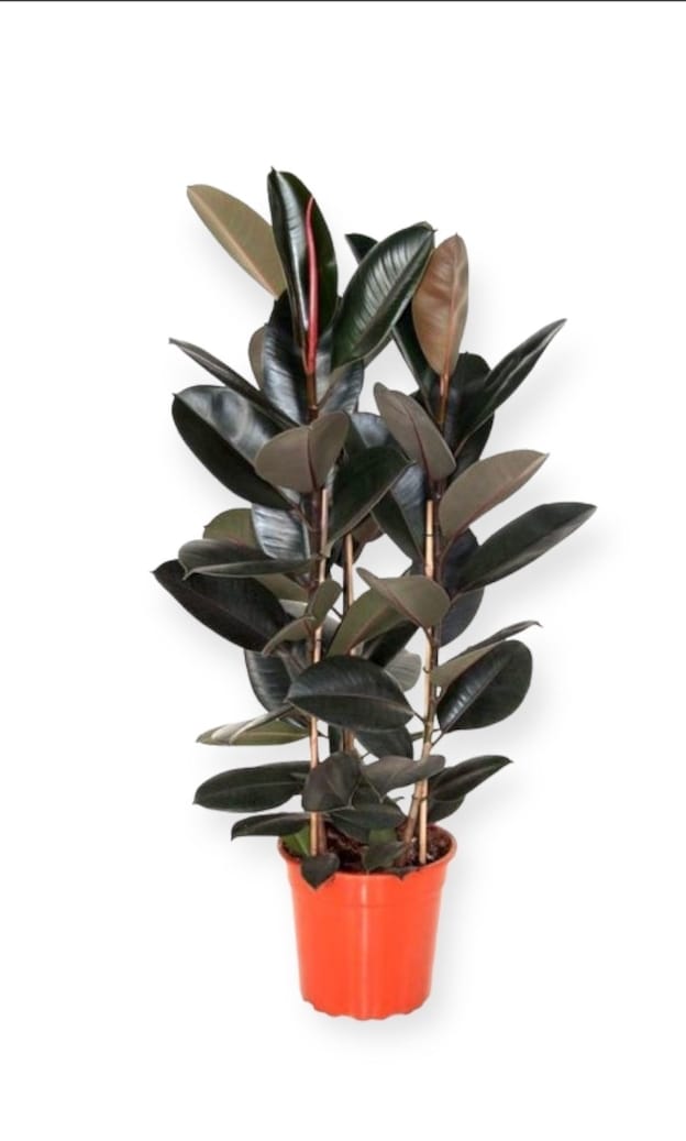 Ficus elastica Robusta 22 cms pots 100 cms height