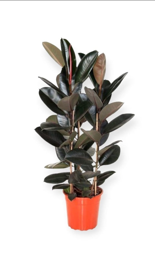 Ficus elastica Robusta 22 cms pots 100 cms height