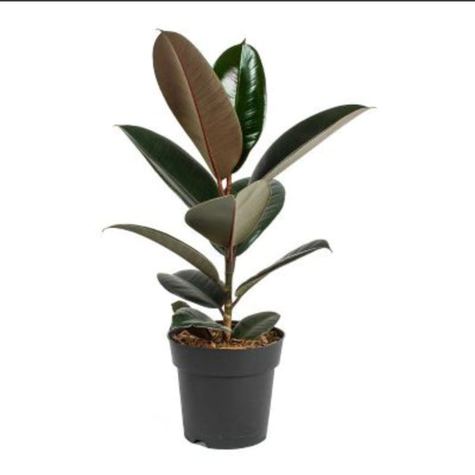Ficus Robusta  50 cms height