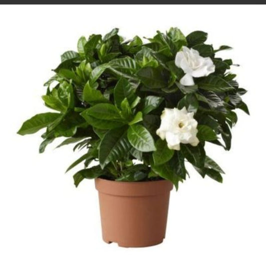 Gardenia Jasminoides   12 cms pots
