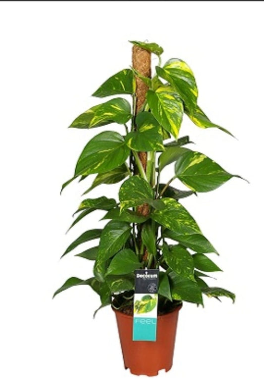 Pothos 27 cms pots + 100 cms height