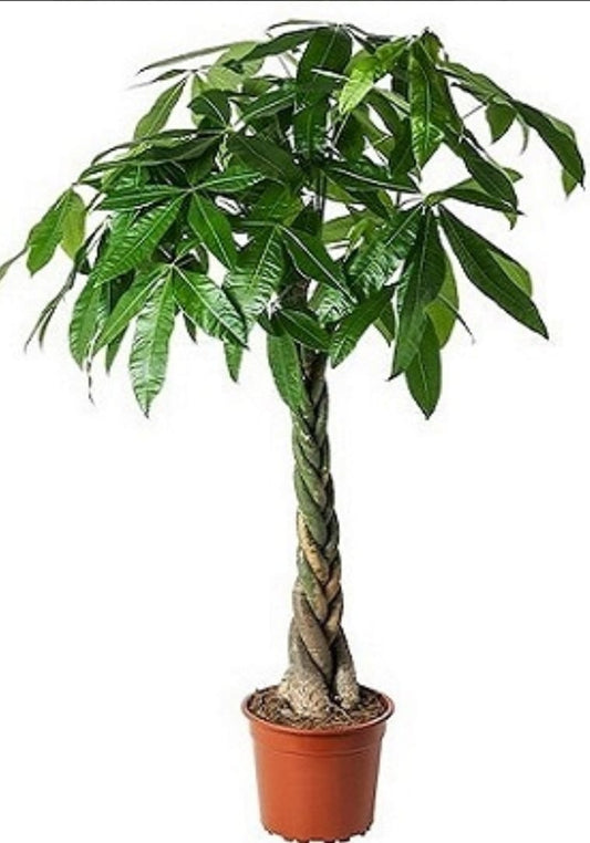 Pachira  30 cms pots + 200 cms pots