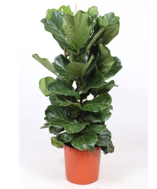 Ficus Lyrata 30 cms pots + 120 cms height