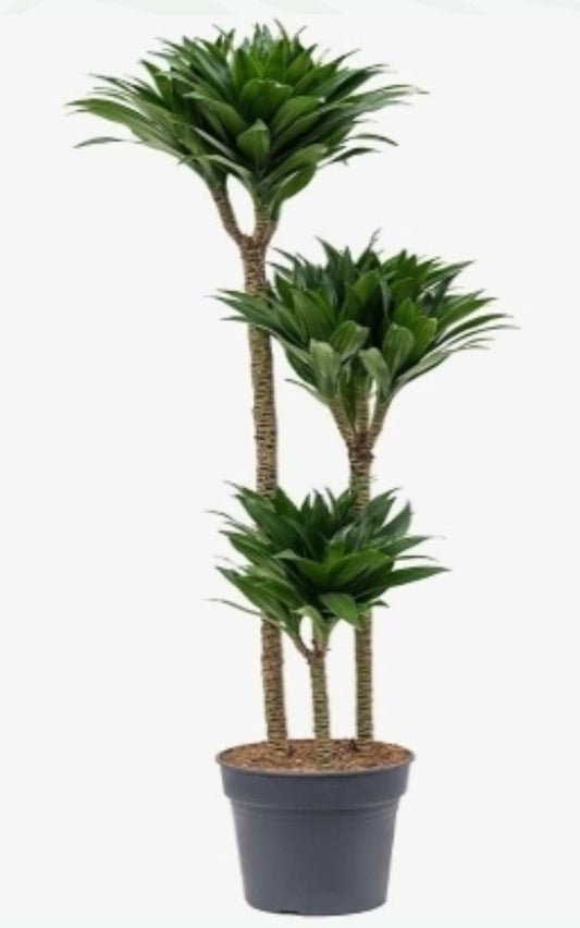 Dracaena Compacta 27 cms pots + 120 cms height