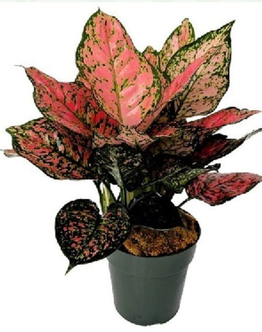 Aglonema Red 12 cms pots