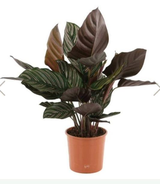 Calathea  14 cms pots