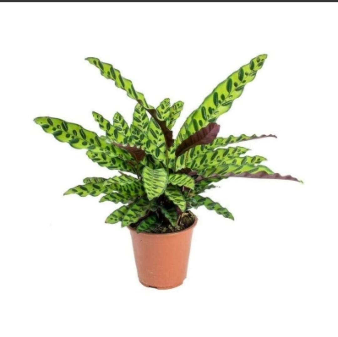 Calathea Lancifolia  14 cms pots
