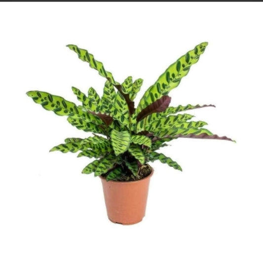 Calathea Lancifolia  14 cms pots