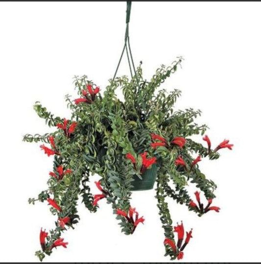 Aeschynanthus Radicans Curly 17 cms pots